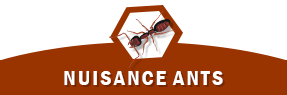 nuisance ants