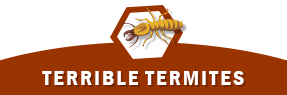 termites