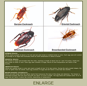 ant and termite comparison