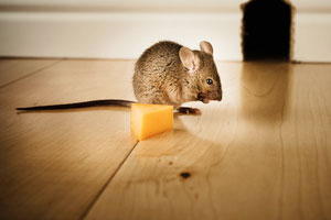 rodent and bug infestations