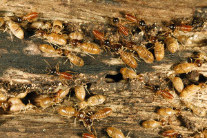 termite control